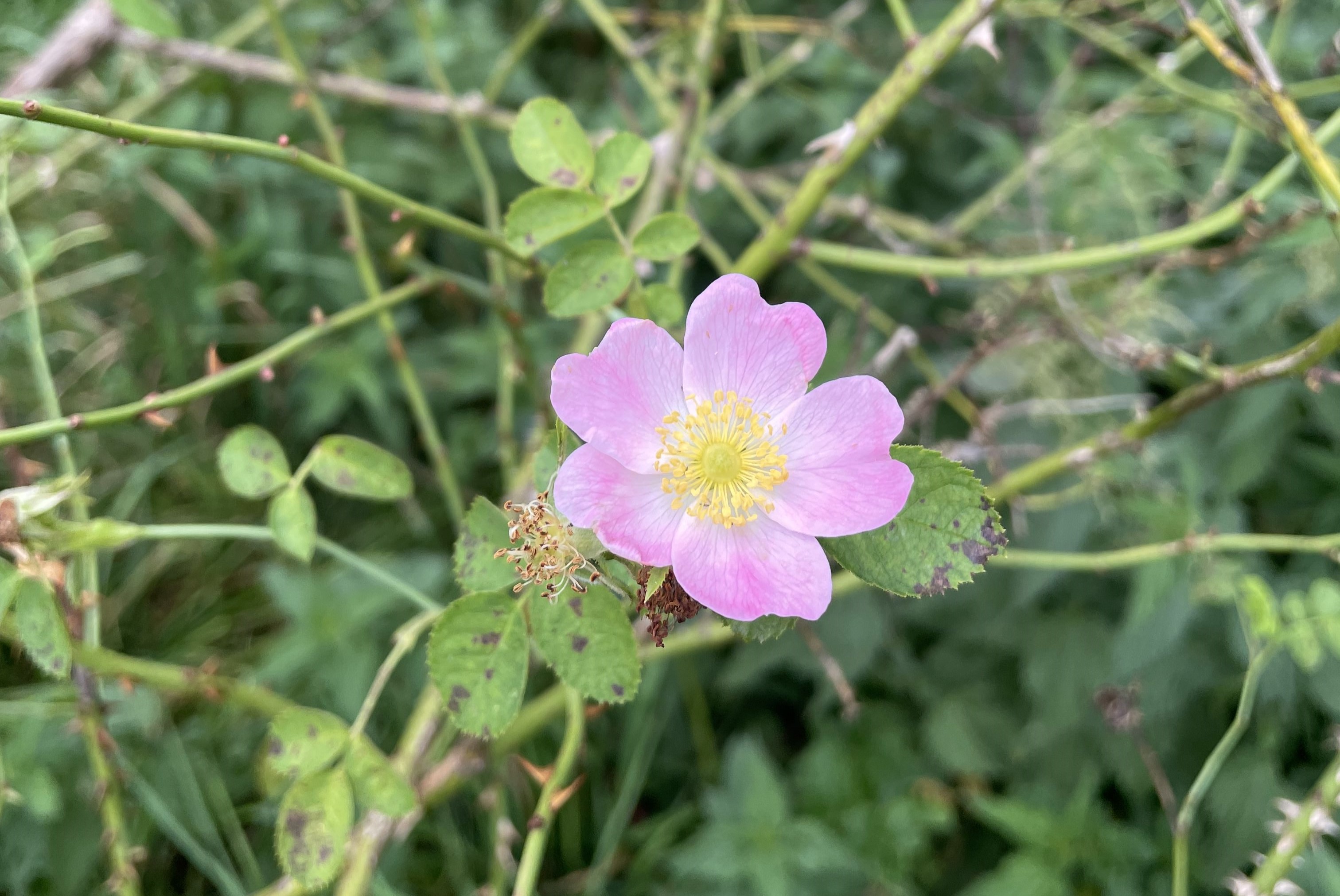 Rosa x gremlii